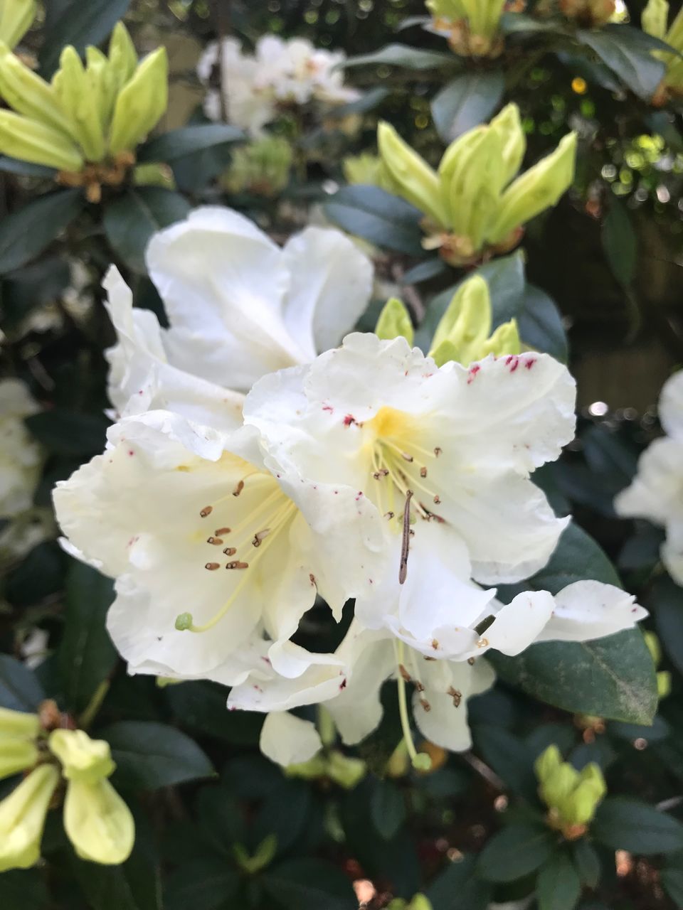 CLOSE-UP OF WHITE ROSE FLOWERING PLANTS