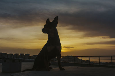 Silhouette horse in sea against sunset sky