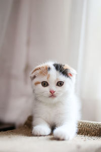 Portrait of white cat at home