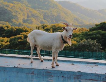 Side view of white horse standing on mountain