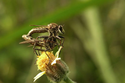 Close-up of insect on plant