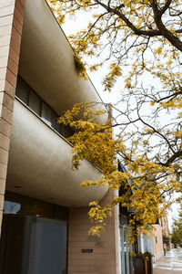 Low angle view of flowering tree by building