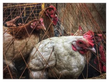 Close-up of rooster in cage