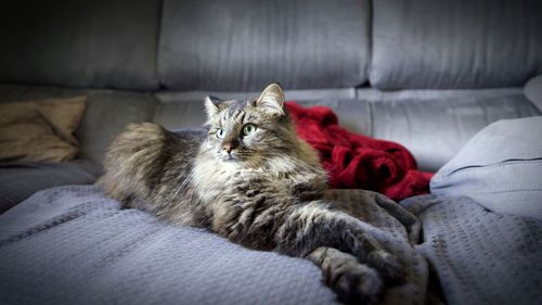 Cat sleeping on bed at home