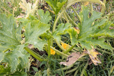 Full frame shot of plants