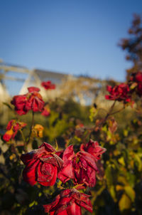 Close-up of red flowers blooming against sky