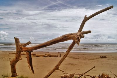 Dead tree on beach against sky