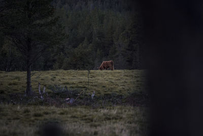 View of a horse on field