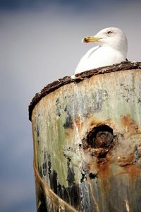 Close-up of seagull perching on rock against sky