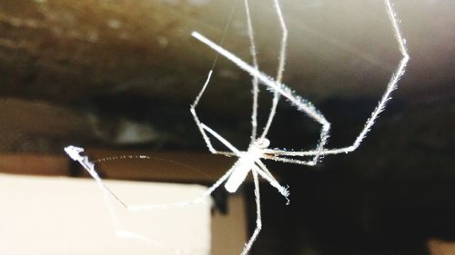 Close-up of spider on web