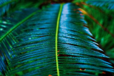 Detail shot of palm leaves