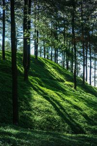 Scenic view of forest