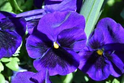 Close-up of purple flowering plant