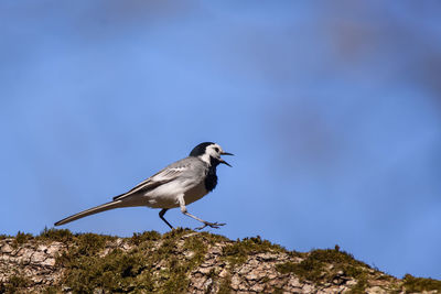 Bird perching on rock