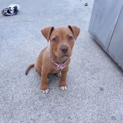 High angle portrait of dog sitting on street