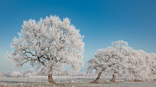 Cherry blossom tree on field against blue sky