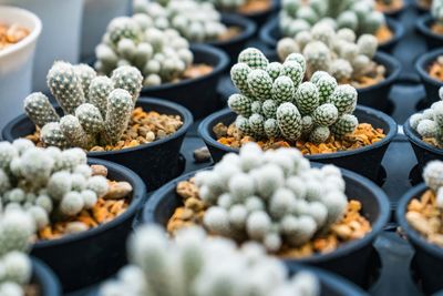 Close-up of potted plant for sale in market