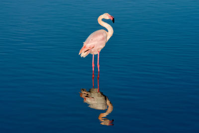 Flamingo on lake