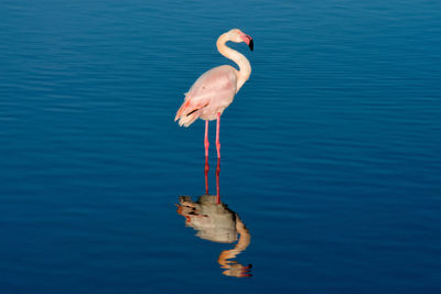 Bird in a lake