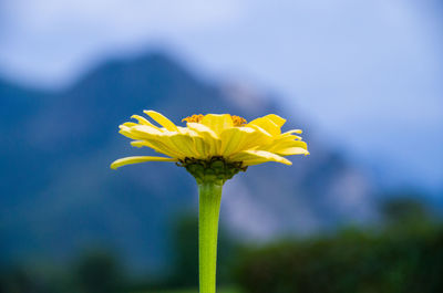 Close-up of yellow flower against sky