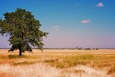 Tree on field against sky