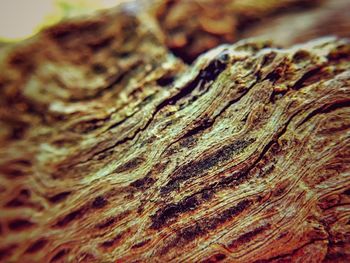 Close-up of tree trunk