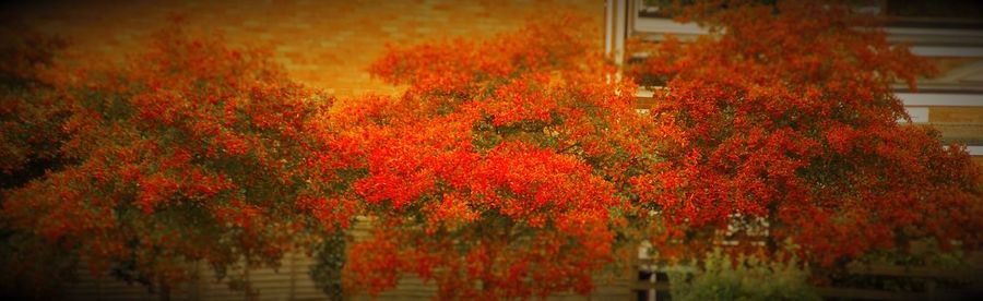 Close-up of red flowers against built structure