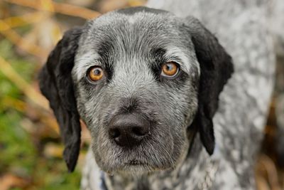 Portrait of black dog