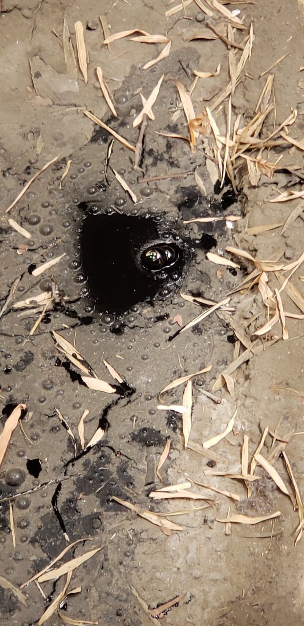 HIGH ANGLE VIEW OF INSECT ON LAND