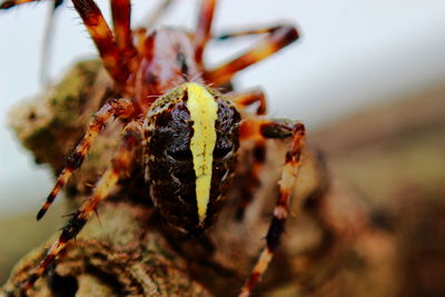 Close-up of plant against blurred background