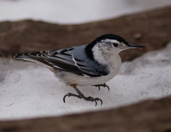 Close-up of bird perching on a land