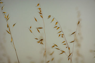Low angle view of plant against sky