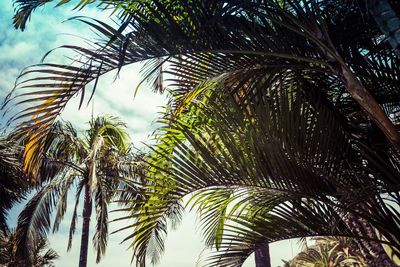 Low angle view of palm tree against sky