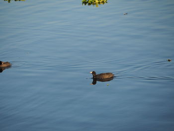 High angle view of ducks swimming in lake