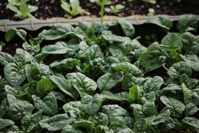 Full frame shot of fresh green plants