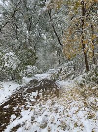 Snow covered trees in forest