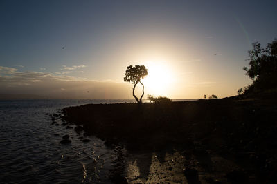 Silhouette trees on shore against sky during sunset