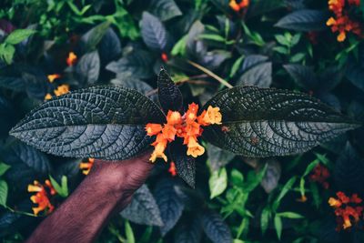 Close-up of hand holding flowers