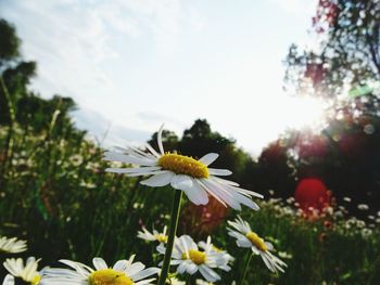 Close-up of flower blooming