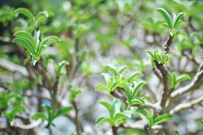 Close-up of green leaves on plant