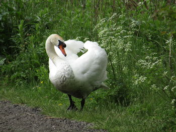 Close-up of swan on grass