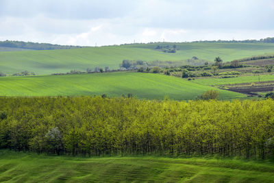 Rural landscape with green agricultural fields, trees and grass on spring hills. picturesque view.