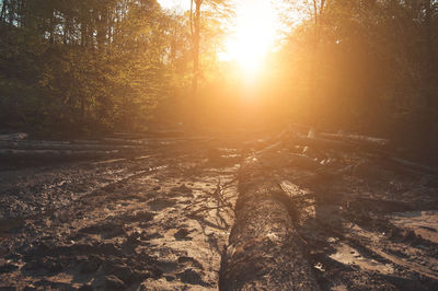 Scenic view of forest at sunset