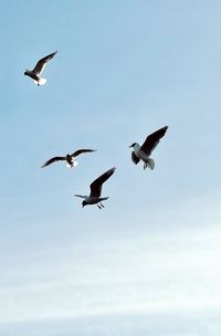 Low angle view of seagulls flying