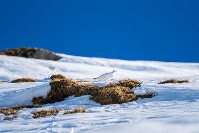 Surface level of snow on field against clear blue sky