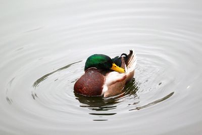 Duck swimming in a lake