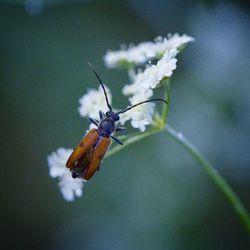 Close-up of insect on flower