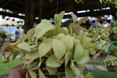 Close-up of berries on plant