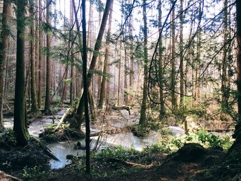 Trees in forest