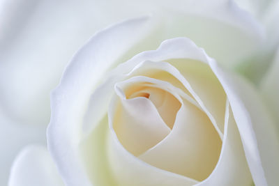 Close-up of rose